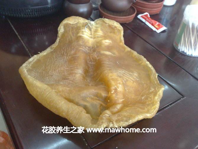 什么魚膠比較好