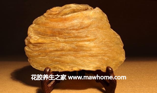哪里能買到魚膠