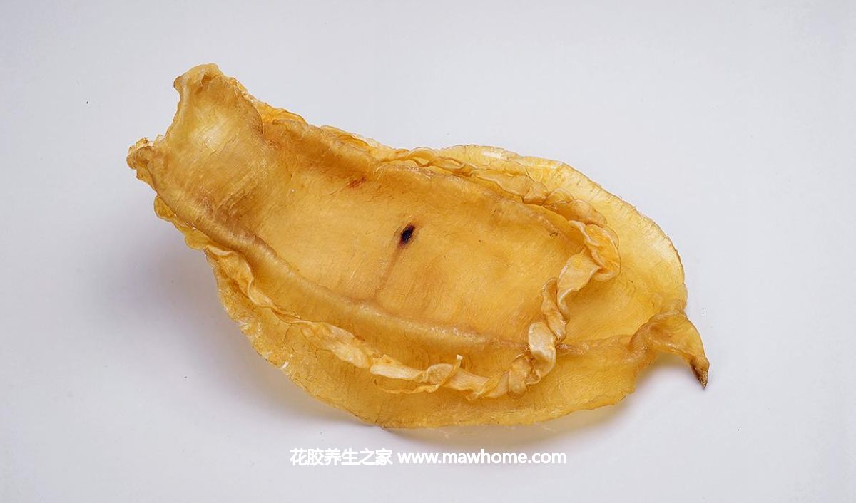 哪里的魚膠最好