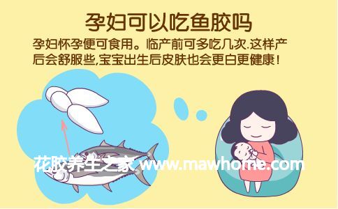 魚膠孕婦可以吃嗎