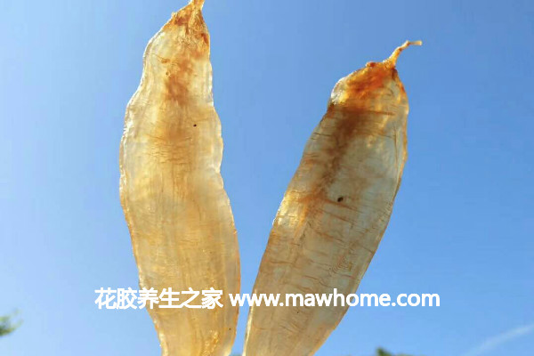 金龍魚膠的功效與作用