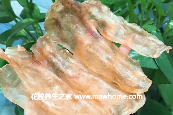 惡露沒干凈可以吃魚膠嗎