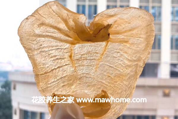 赤嘴魚膠的功效與作用