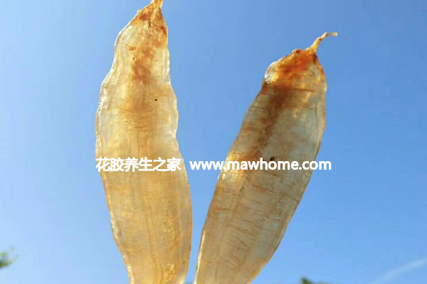 金龍魚膠的功效與作用