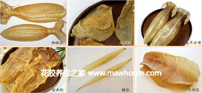 【圖】魚膠排名大全：選購魚膠首先要認清魚膠
