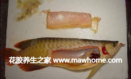 花膠是魚的哪個部位?