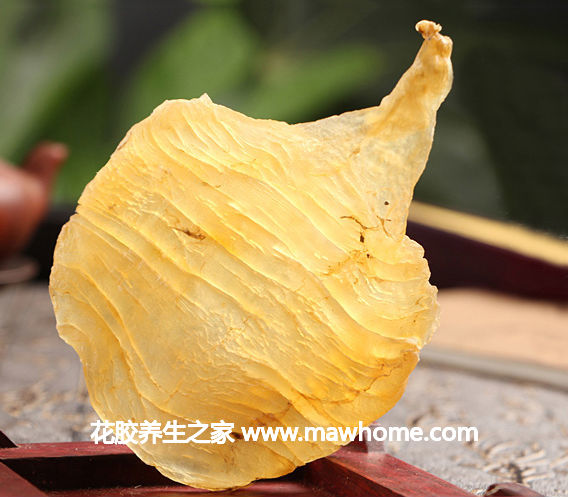 雙芽魚膠價格,做法,功效及圖片大全