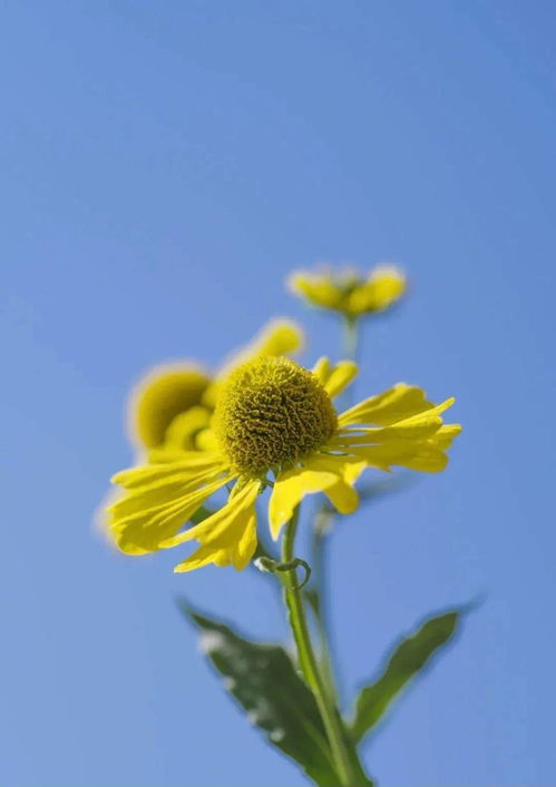 早上好 送您一束小黃花