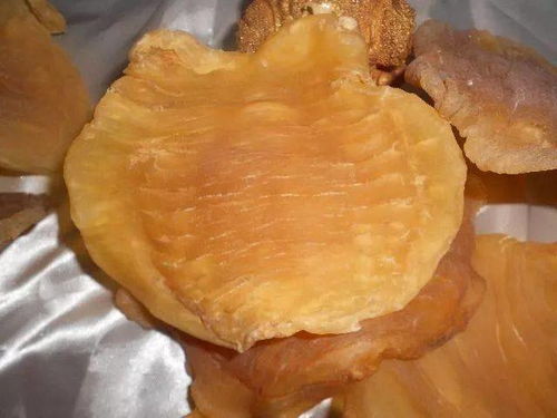如何區分赤嘴鳘魚膠和普通鳘魚膠
