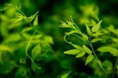 藤茶禁忌人群(藤茶禁忌癥)