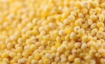 經常吃小米有哪些的功效 常吃小米的五大好處