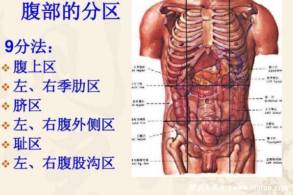 腹部九分法及分區名稱，腹部疼痛對應的圖片器官圖