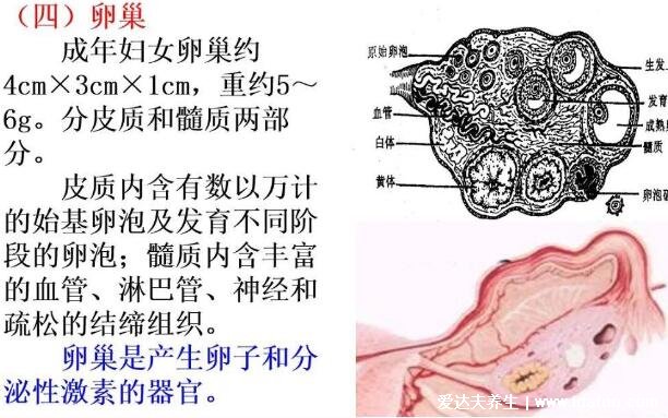 女性生理結構圖片有哪些，真實女人花園圖片(含卡通科普表)