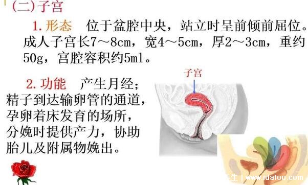 女性生理結構圖片有哪些，真實女人花園圖片(含卡通科普表)