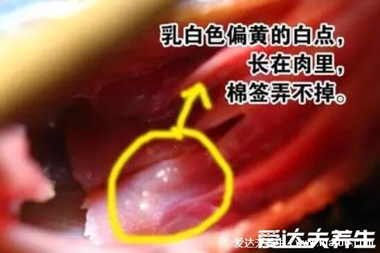 初早期嬰兒鵝口瘡圖片及癥狀圖，感染輕微不疼但可進食痛苦(類似奶快)