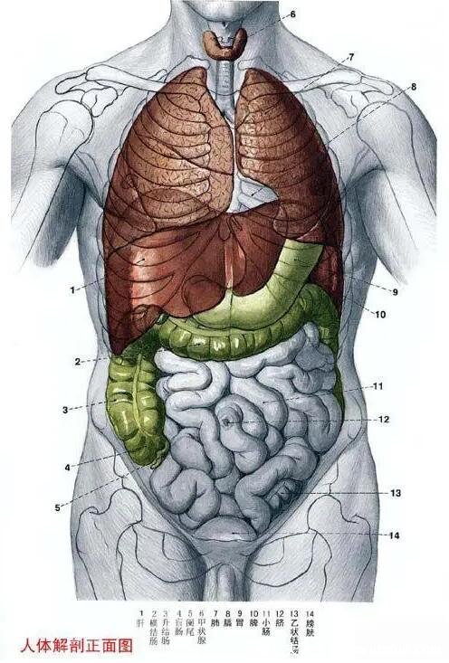 腹部九分法及分區名稱，腹部疼痛對應的圖片器官圖
