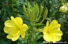 黃花油酸是什么，有什么作用？它是一種