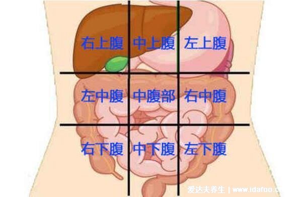 腹部九分法及分區名稱，腹部疼痛對應的圖片器官圖