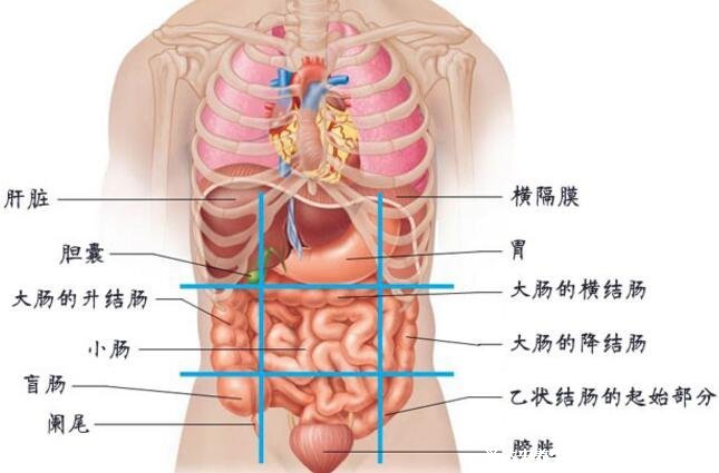 腹部九分法及分區名稱，腹部疼痛對應的圖片器官圖