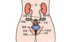 有哪些女性生理結構的圖片？真實女園圖