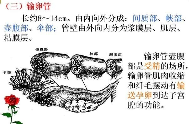 女性生理結構圖片有哪些，真實女人花園圖片(含卡通科普表)