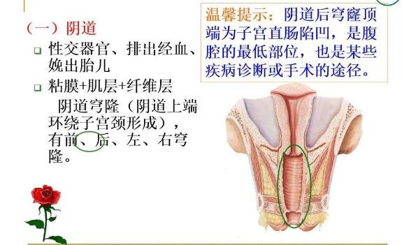女性生理結構圖片有哪些，真實女人花園圖片(含卡通科普表)