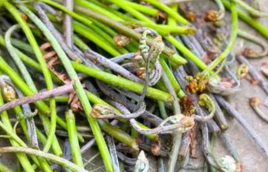 孕婦可以吃蕨菜嗎？蕨菜兒童可以吃嗎