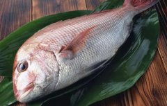 紅加吉魚貴還是黑加吉魚貴(吉丁魚孕婦可
