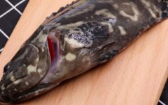 孕婦可以多吃泥猛魚嗎(孕婦能不能吃石斑
