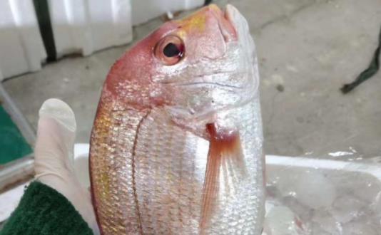 孕婦可以吃加吉魚嗎？孕婦吃加吉魚有哪些好處