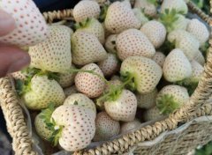 白草莓品種排名前十(白草莓什么品種果大產量高)