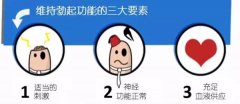 男人勃起是什么樣的示意圖片？男生小弟