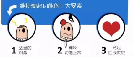 男人勃起是什么樣的示意圖片？男生小弟弟硬了是什么樣？[圖]