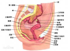 女人陰道是什么樣子的圖片科普