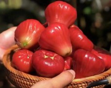 蓮霧圖片(蓮霧好吃嗎)