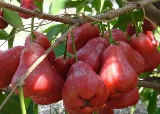 蓮霧不紅是為什么？蓮霧可以降三高嗎