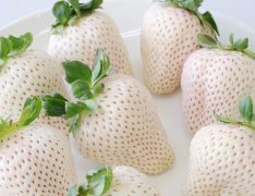 什么品種的草莓是白色的(白草莓屬于什么