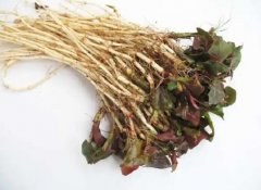 豇豆生吃有毒嗎(魚膽可以明目嗎生吃有毒