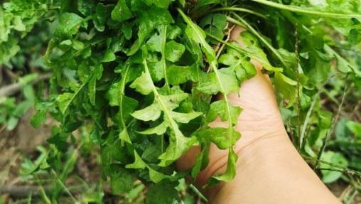 薺菜老了能不能吃 薺菜葉上有白斑可以吃嗎