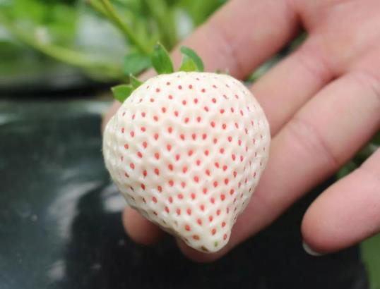 白色草莓是什么品種？白色草莓是什么口味的