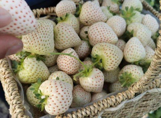 白色草莓是什么品種？白色草莓是什么口味的
