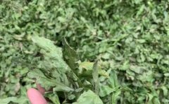 野生薺菜怎么樣就是老了(薺菜說明文50