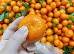 吃沙糖桔皮膚會變黃要幾天才能夠好？砂