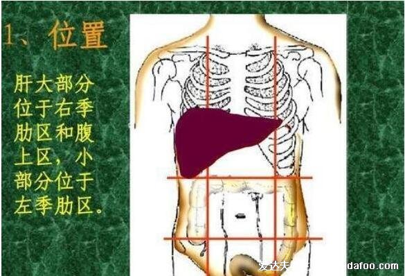 肝疼痛一般在哪個部位圖解，警惕反復的右上腹部/右肩膀的鈍痛