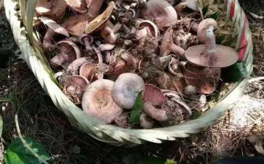 松樹菌可以吃嗎？松樹菌有毒嗎？