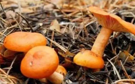 孕婦可以吃松樹菌嗎？孕婦吃松樹菌有哪些好處？