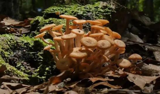 孕婦可以吃松樹菌嗎？孕婦吃松樹菌有哪些好處？