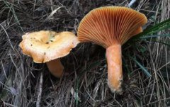 水仙花有毒嗎可以在室內養(保鮮膜可以高