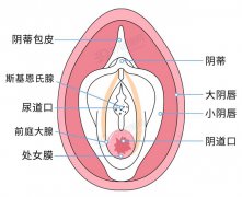 女人的兩瓣陰唇是不一樣大小的？女人兩