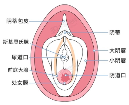 女性陰部真實照片：健康女人真實完美陰道及處女膜解剖學圖片【多圖】